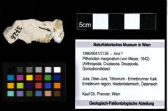 Foto (Objekt + Etiketten) von Pithonoton marginatum (von Meyer, 1842) 